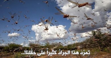 تمرّدَ هذا الجرادُ كثيراً‏ على حقْلِنا‏!..